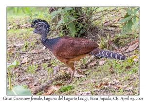 Great Curassow female