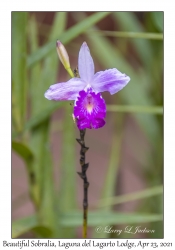 Beautiful Sobralia