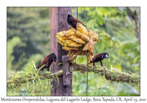 Montezuma Oropendola