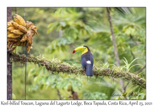 Keel-billed Toucan