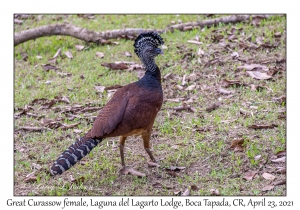 Great Curassow female