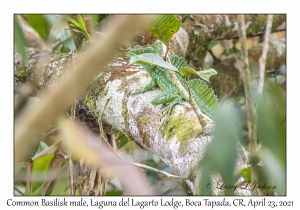 Common Basilisk male