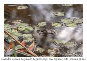 Spectacled Caiman