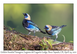 Golden-hooded Tanagers