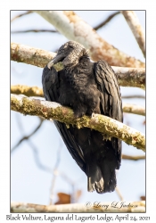 Black Vulture