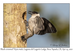 Black-crowned Tityra male