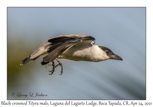 Black-crowned Tityra male