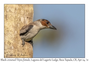 Black-crowned Tityra female