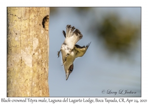 Black-crowned Tityra male