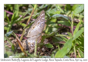 Unknown Butterfly