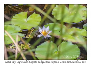 Water Lily