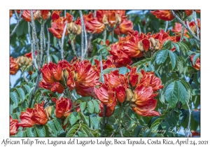 African Tulip Tree