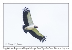 King Vulture