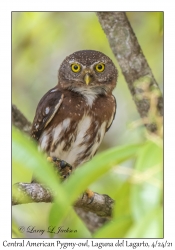 Central American Pygmy-owl