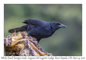 White-lined Tanager male