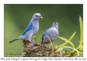 Blue-gray Tanagers