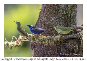 Red-legged Honeycreepers