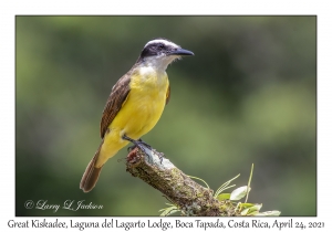 Great Kiskadee