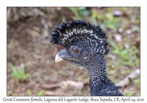 Great Curassow female