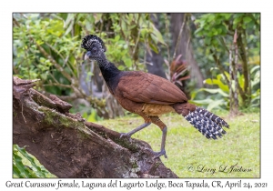 Great Curassow female