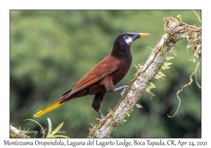 Montezuma Oropendola