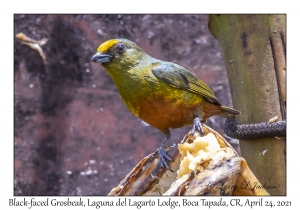 Black-faced Grosbeak