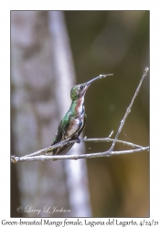 Green-breasted Mango female