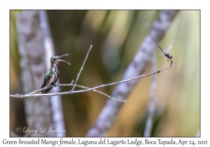 Green-breasted Mango female