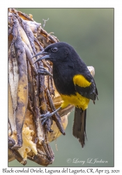 Black-cowled Oriole