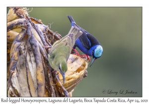 Red-legged Honeycreepers