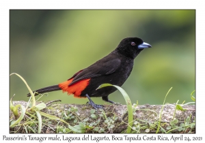 Passerini's Tanager male