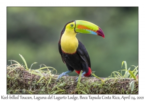 Keel-billed Toucan