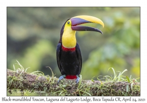 Black-mandibled Toucan