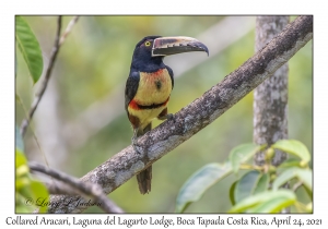 Collared Aracari