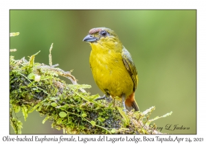 Olive-backed Euphonia female