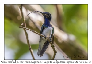 White-necked Jacobin male