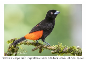 Passerini's Tanager male