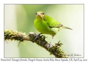 Passerini's Tanager female