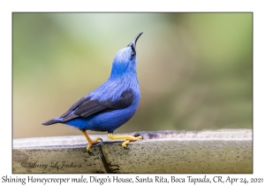 Shining Honeycreeper male