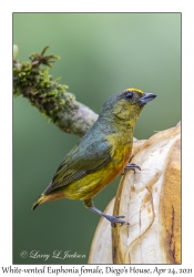 White-vented Euphonia female