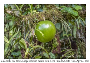 Calabash Tree Fruit