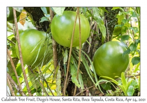 Calabash Tree Fruit