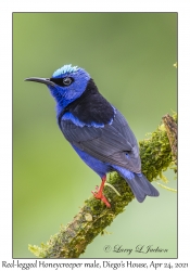 Red-legged Honeycreeper male