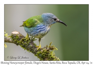 Shining Honeycreeper female