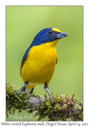 White-vented Euphonia male