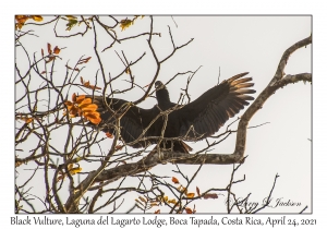 Black Vulture