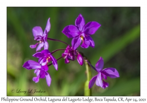 Philippine Ground Orchid