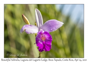 Beautiful Sobralia