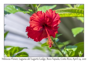 Hibiscus Flower