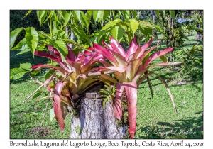 Bromeliads